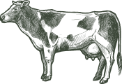 Cow